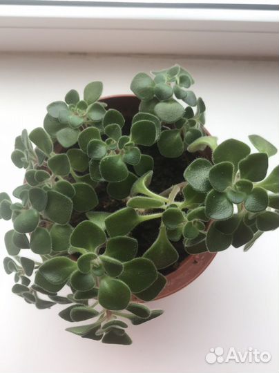 Домашние растение Аихризон