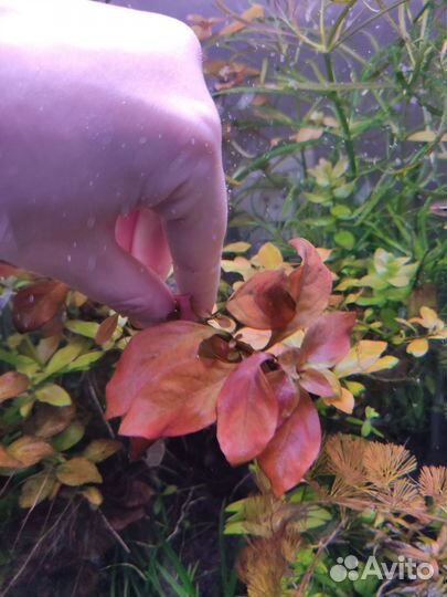 Набор растений+цветные креветки