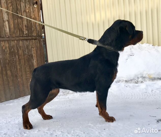 Ротвейлер сука