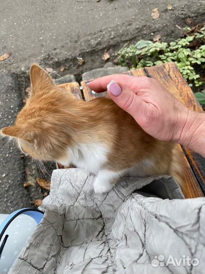 Кошка в дар бесплатно
