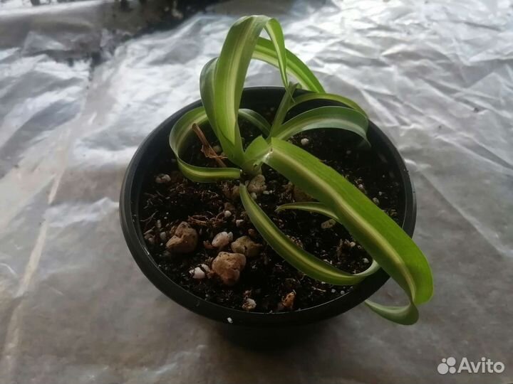 Хлорофитум