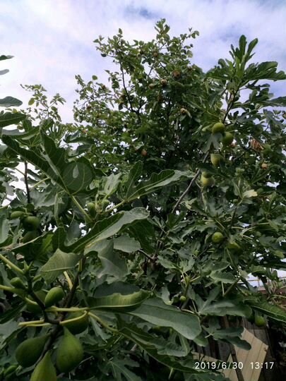 Дом 40 м² на участке 7 сот.