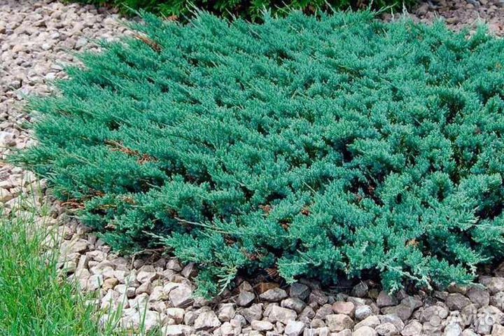 Можжевельник Блу чип и Олд голд