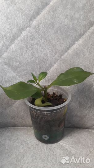 Эухарис амазонская лилия,эсхинантус 100