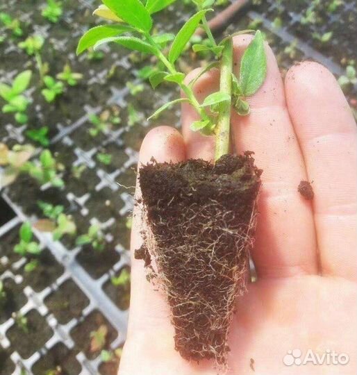 Укорененные черенки голубики