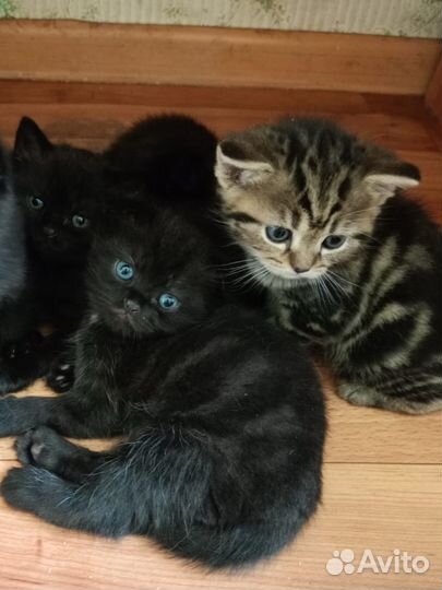 Британские котята