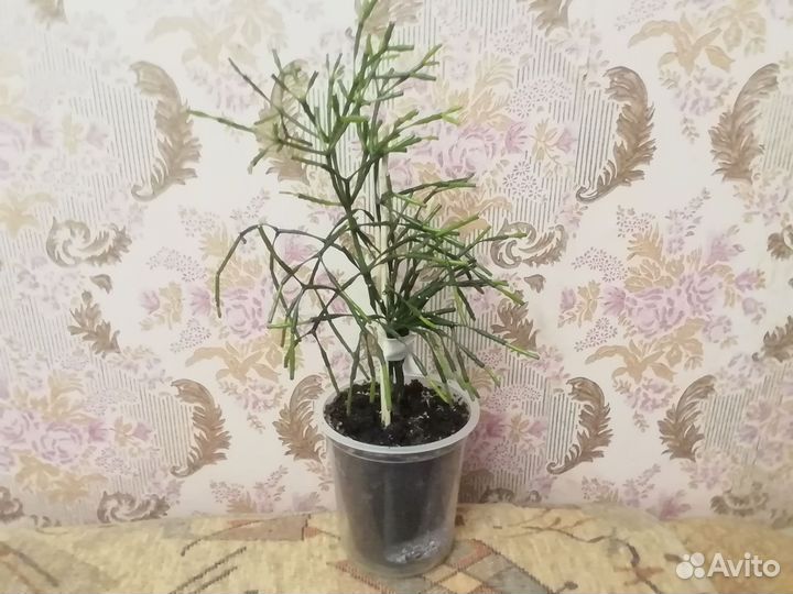 Растения для флорариума Хатиора комнатный цветок