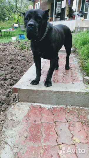 Кане Корсо вязка