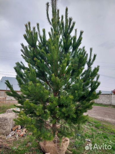 Сосны от 3х метров