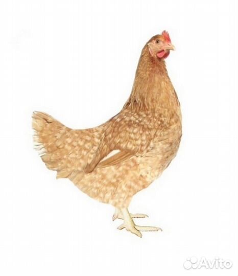 Инкубационное яйцо породистых кур