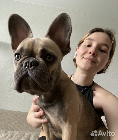 Передержка домашних животных, выгул собак