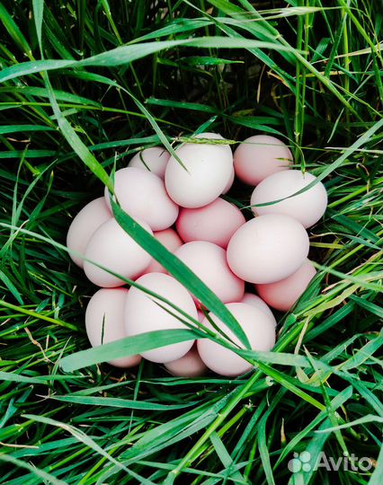 Домашние куриные яйца
