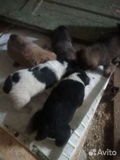 Щенки бесплатно