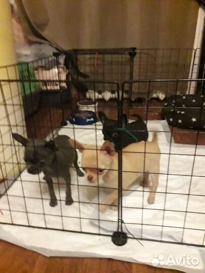 Девчушки озорницы