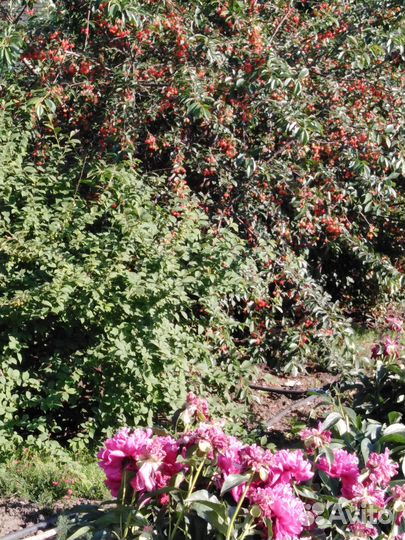 Саженцы абрикоса 3 летки