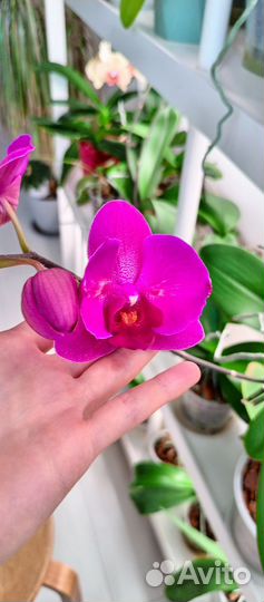Орхидея фаленопсис бабочка