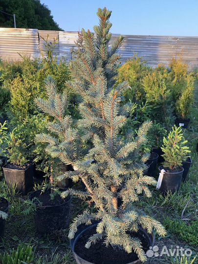 Растения для сада