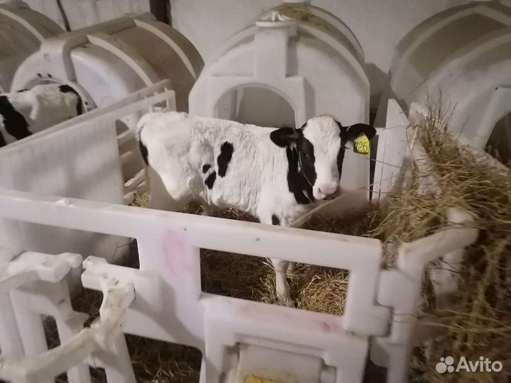 Бычки молочные