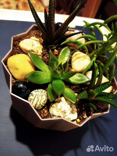 Суккуленты. Мини садик