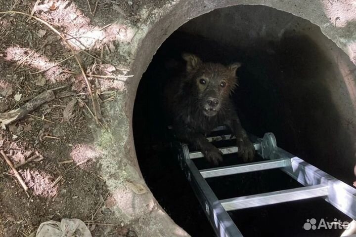 Сниму кошку с дерева