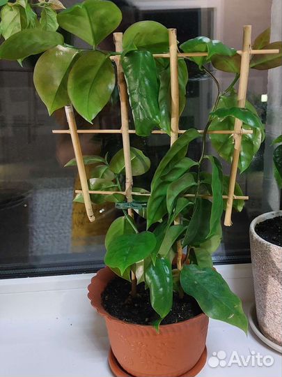 Переския - листовой кактус