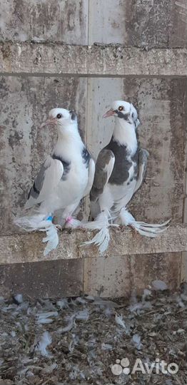 Голуби Ленинаканци и турецкая такла