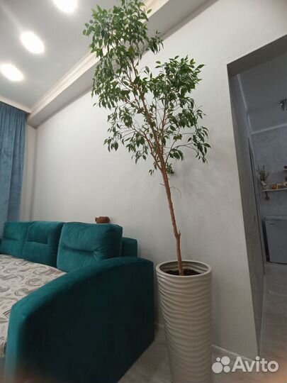 Фикус бенджамина