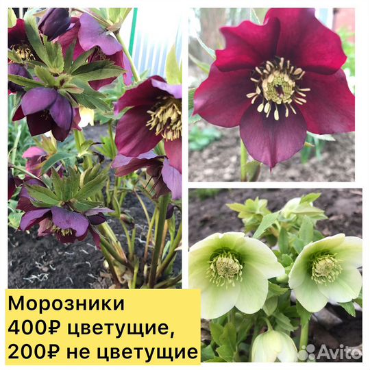 Цветы уличные