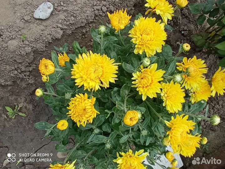 Хризантема летняя