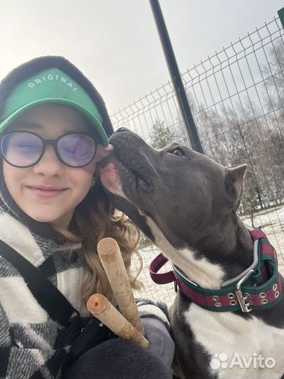 Выгул собак, зооняня, передержка, дрессировка