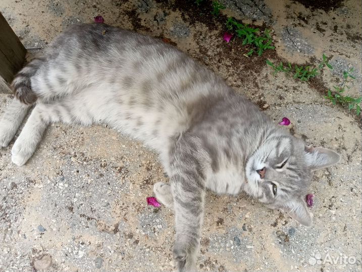 Кот в добрые руки