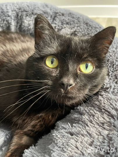 Кот в добрые руки