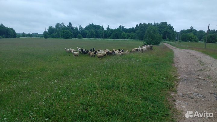 Овечки на племя