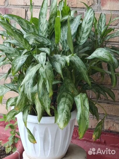 Диффенбахия