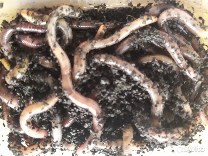 Червь Дендробена