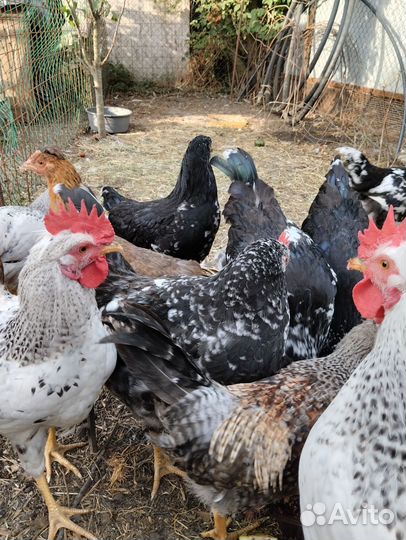 Молодые петушки доминант и орпингтон
