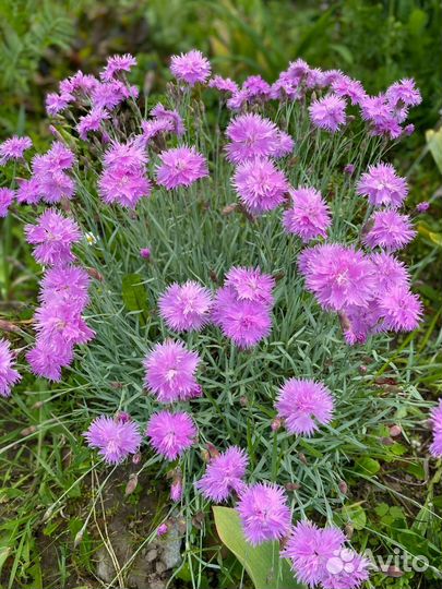 Гвоздика многолетняя