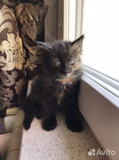 Черный котенок девочка