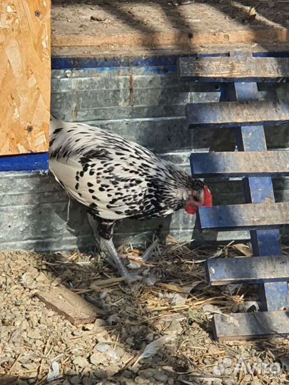 Декоративные куры