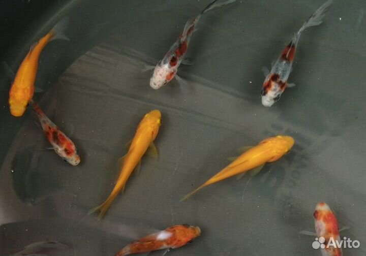 Кометы 5-7см. Карпы Кои 4-18см. Корм для карпов