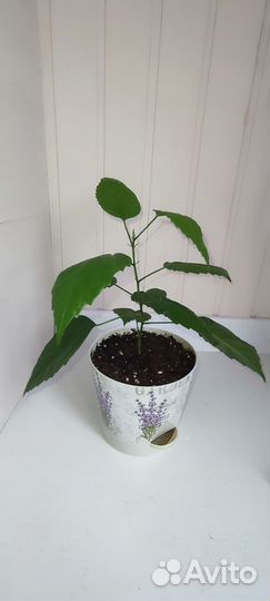 Гибискус китайская роза