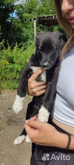 Щенок в добрые руки