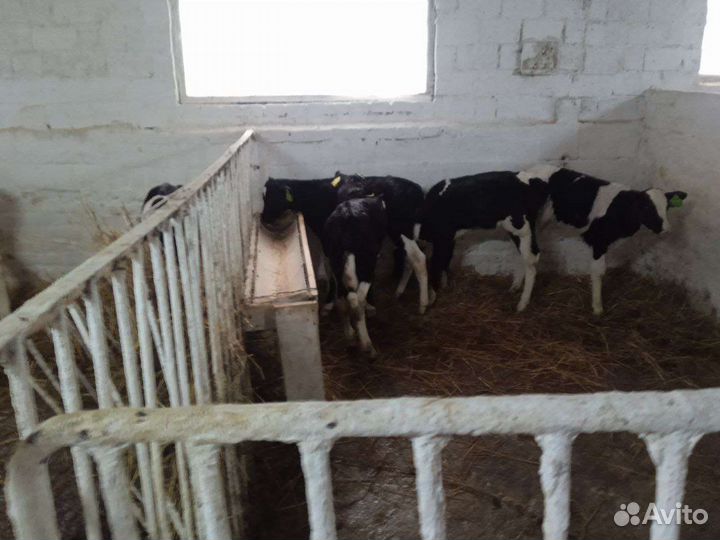 Бычки мясного направления, телки на племя