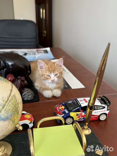 Рыжий котенок