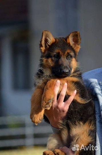 Щенки немецкой овчарки с доставкой