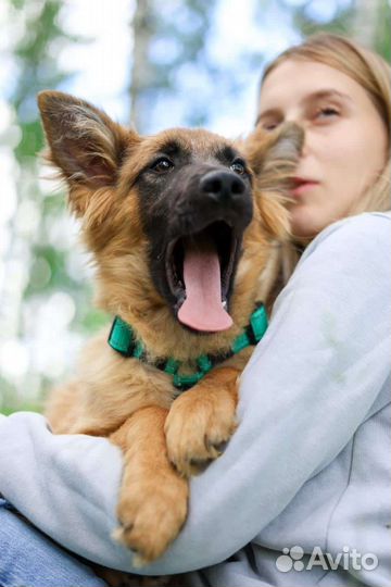 Щенку нужна семья