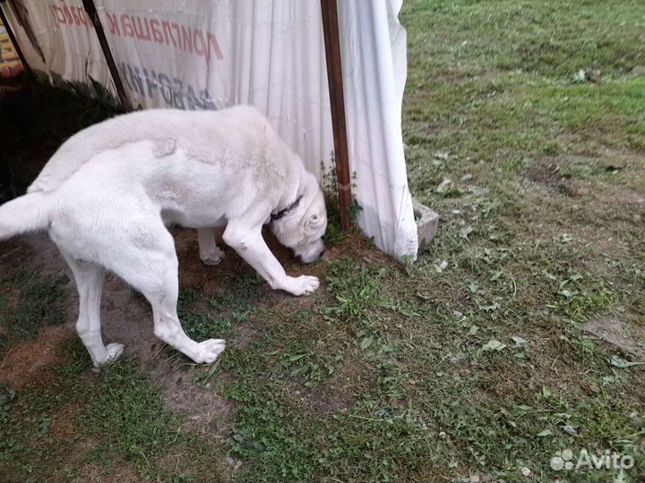 Азиатская овчарка Вязка