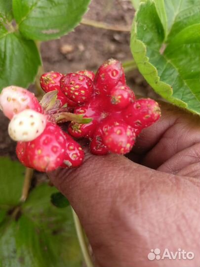 Клубника- (азия) -Цветочек