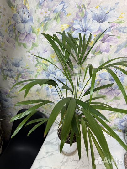 Хризалидокарпус