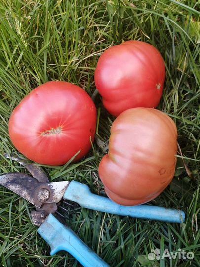 Семена сортовых помидор